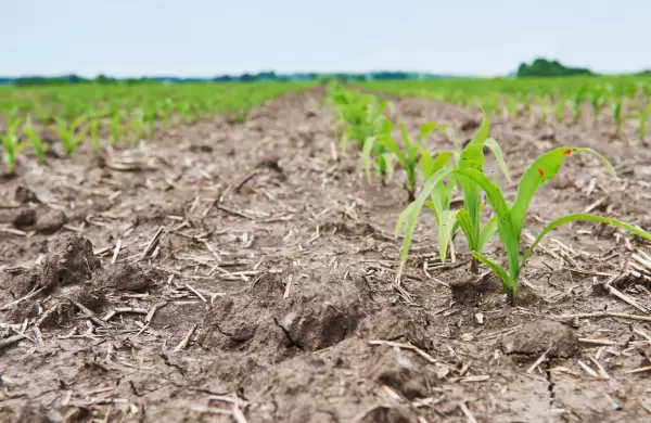 Agricultura paraguaya se proyecta con cautela, aunque condiciones climáticas neutras facilitan la planificación