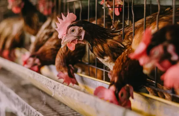 Paraguay enviará pollos a su cuarto mayor comprador de carne bovina