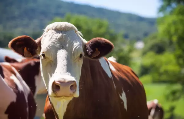 Chile, Israel y Estados Unidos son los mayores compradores de carne paraguaya: exportaciones ascienden a US$ 608 millones