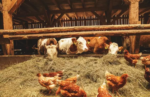 En su primer semestre, la carne bovina, porcina y aviar han marcado récord en envíos, superando los US$ 1.000 millones