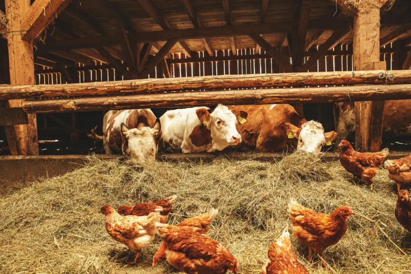 Ganado, vacas, gallinas, carne bovina, porcina, aviar, ganadería