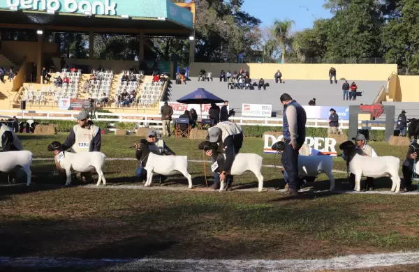 Oveja Dorper paraguaya es una de las tres mejores del continente después de Brasil y México