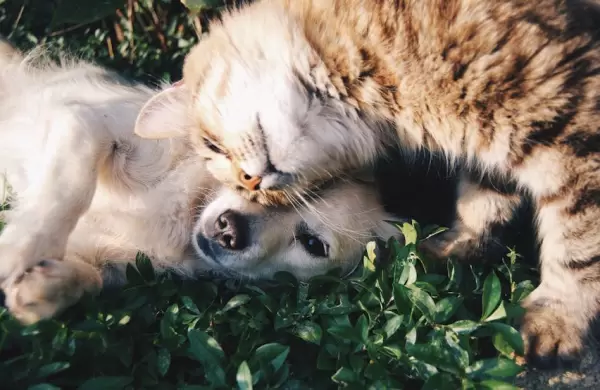 Menos hijos, más mascotas: la nueva familia del siglo XXI (y Paraguay no es la excepción)