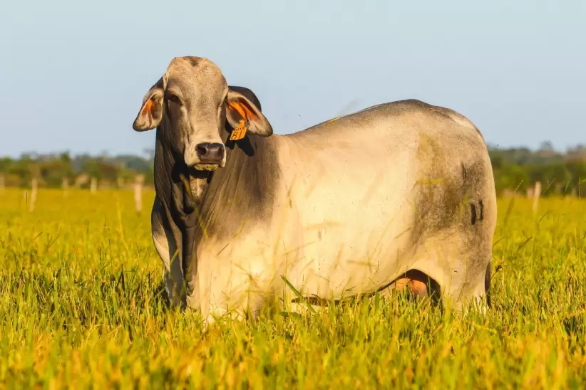 Bovino Brahman