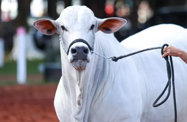 El músculo del campo: Paraguay apuesta fuerte por su ganadería con Nelore, Braford y Brahman