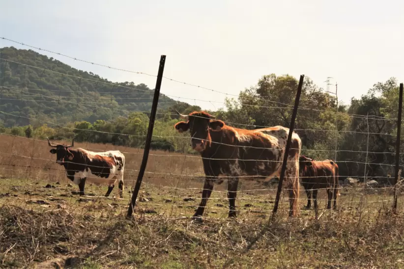 Ganado, sequía, campo y ganado, cambio climático