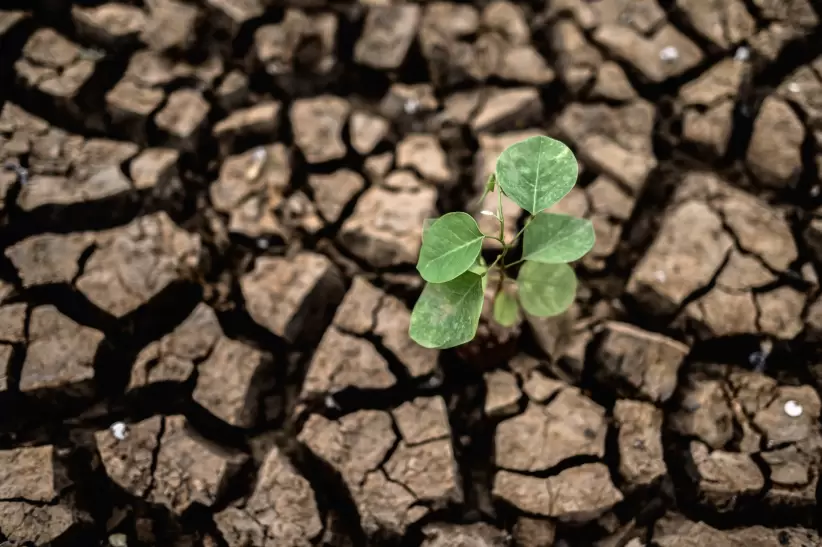 Cambio climático, sequía, problemas ambientales, crisis ambiental, ganado, campo y ganado