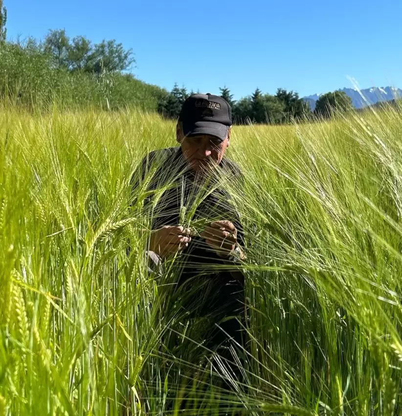 la alazana cebada terroir patagonia whisky néstor serenelli