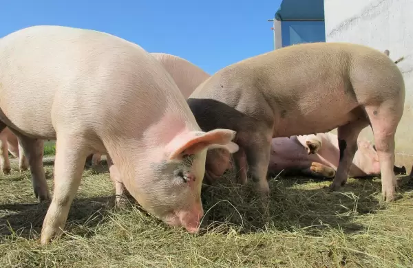 Nueva estrella económica: Paraguay proyecta triplicar su producción porcina para el 2032