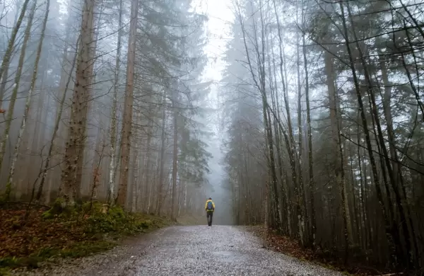 "Baño de bosque": el método japonés respaldado por la ciencia para reducir el estrés y potenciar la productividad