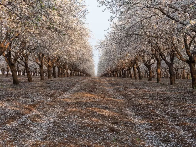 Plantación de Almendras
