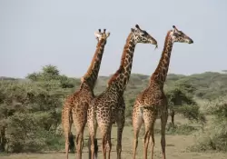 Safaris, lodges y lujo en África: cómo Tanzania se ganó un lugar en el mapa de los viajeros premium de Uruguay