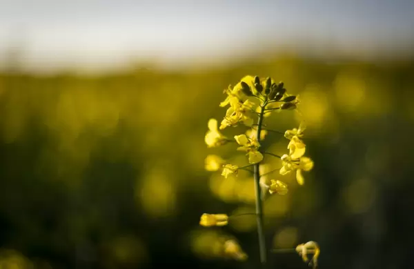 La canola se consolida como cultivo estratégico y gana espacio en la rotación agrícola