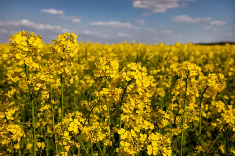 Canola
