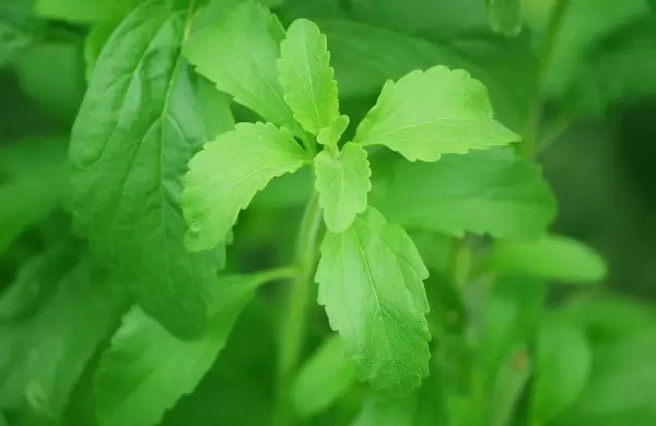 La stevia paraguaya se recupera y apunta a nuevos mercados internacionales