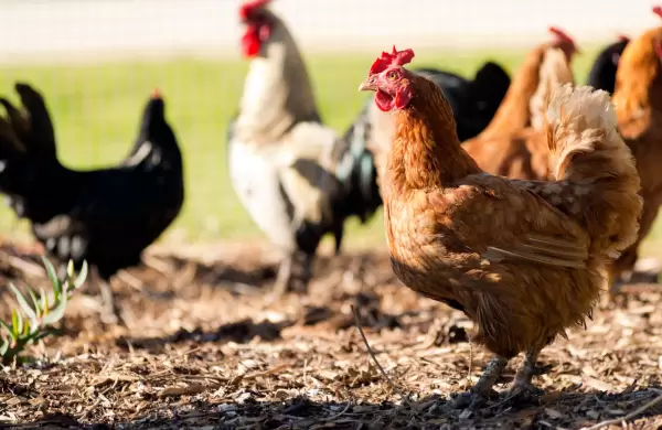 El pollo paraguayo da el salto a un mercado de 115 millones de consumidores en Filipinas