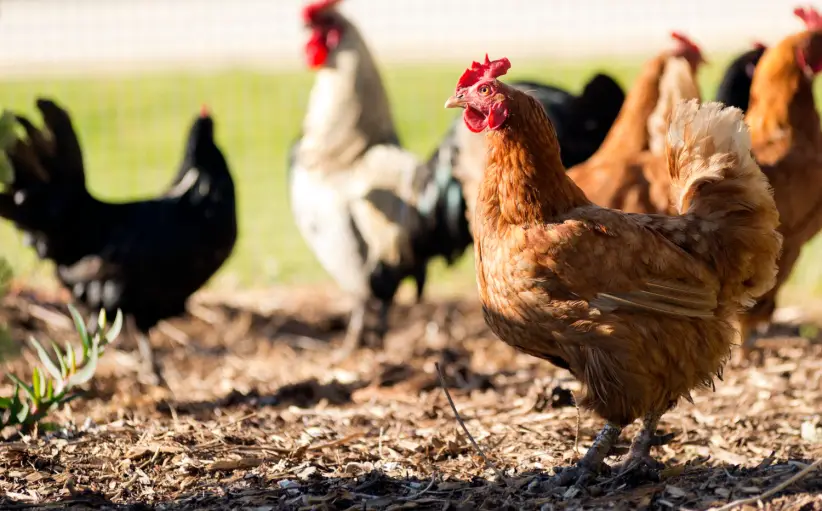 sector aviar, pollos, gallinas, aves