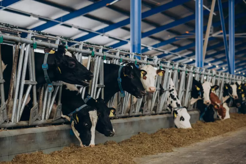 Vacas lecheras, producción de leche, sector lácteo