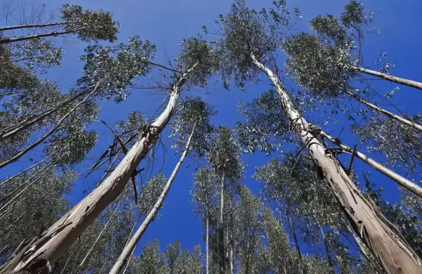 Eucaliptos potencian las exportaciones forestales: envíos generaron ingresos de US$ 72,7 millones a septiembre