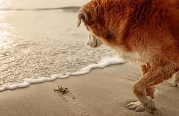 Las mejores 20 fotos de perros del año
