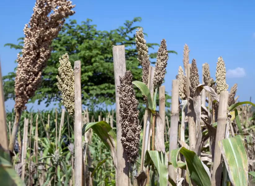 Sorgo