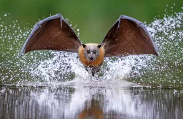 Naturaleza asombrosa: 21 fotos que compiten por el premio al "Fotógrafo de primer plano 2025"