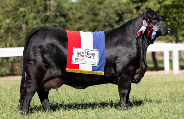 La Guachita: la vaca Brangus que llevó a Paraguay al oro mundial