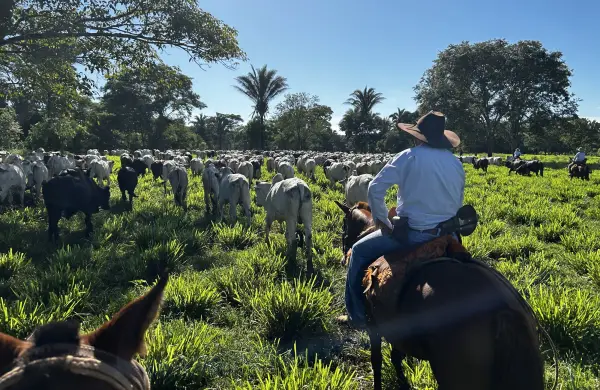 Ganadería paraguaya: aumento en el precio de la carne y se proyectan a estabilizar el hato ganadero en 2026
