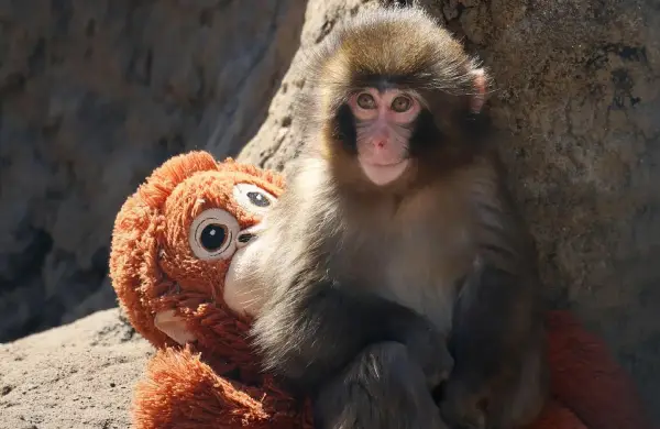 El “peluche del mono” que conquistó las redes: dónde queda el zoológico de Ichikawa y cómo visitarlo