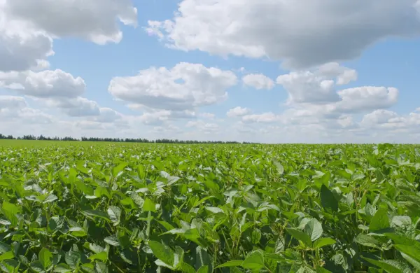 El clima acompaña a la soja y el campo proyecta una cosecha que podría superar las 10 millones de toneladas