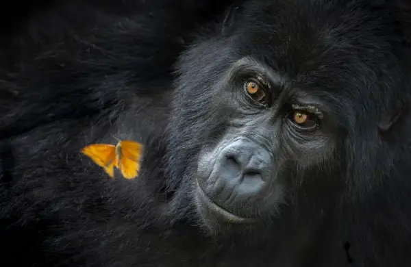 Las 18 fotos que ganaron los World Nature Photography Awards 2026