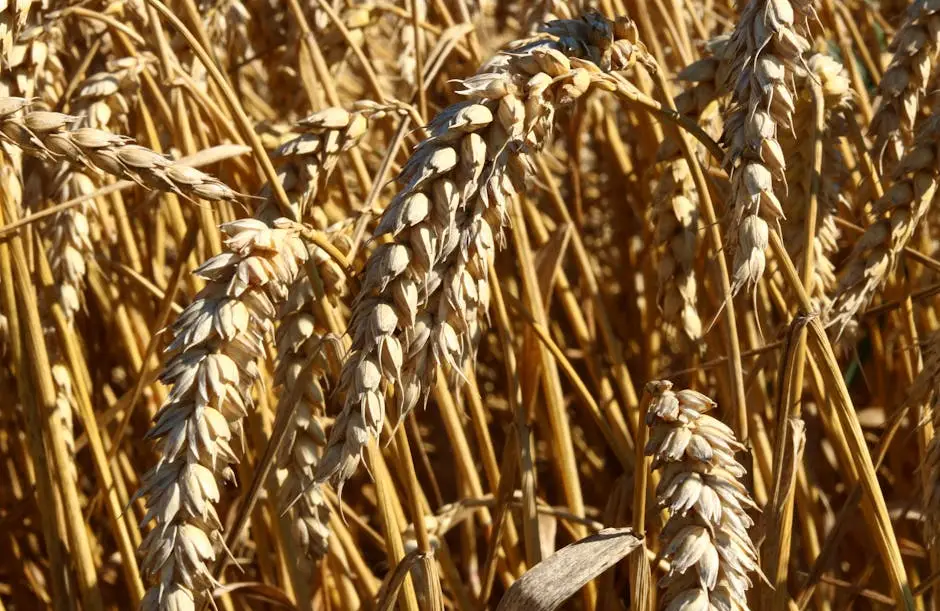 Trigo paraguayo conquista mercado internacional: Exportaciones se disparan y superan el 60% de crecimiento