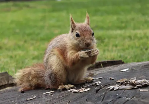 Los videos de animales salvajes ganadores del Comedy Wildlife Photography Awards