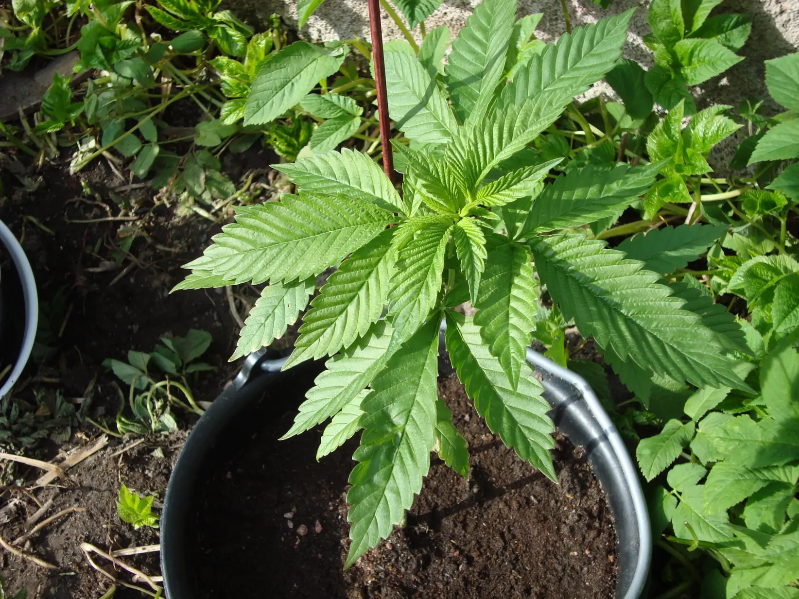 SE PUEDE USAR: cannabis_sativa (Foto: Sativaindica, CC BY 3.0 <https://creativecommons.org/licenses/by/3.0>, via Wikimedia Commons).