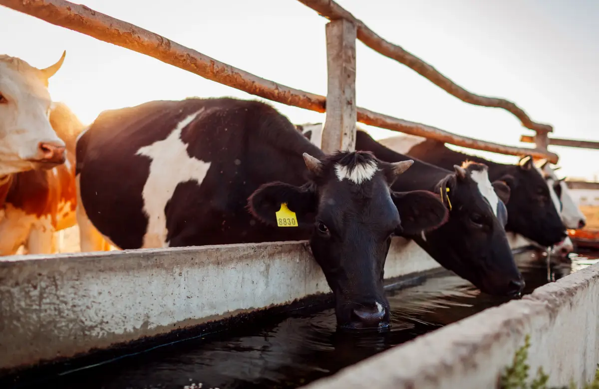 Carne paraguaya superó los US$ 900 millones en envíos a mitad de año