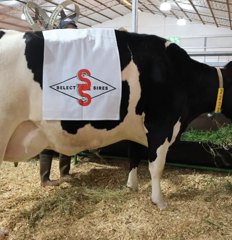 Vaca paraguaya rompe récord en producción lechera: alcanzó 108,7 litros en un sólo día