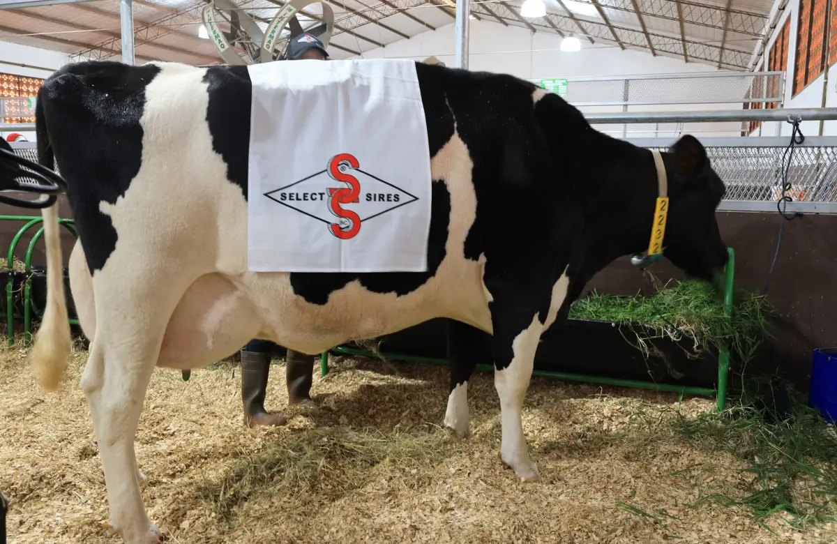 Vaca paraguaya rompe récord en producción lechera: alcanzó 108,7 litros en un sólo día