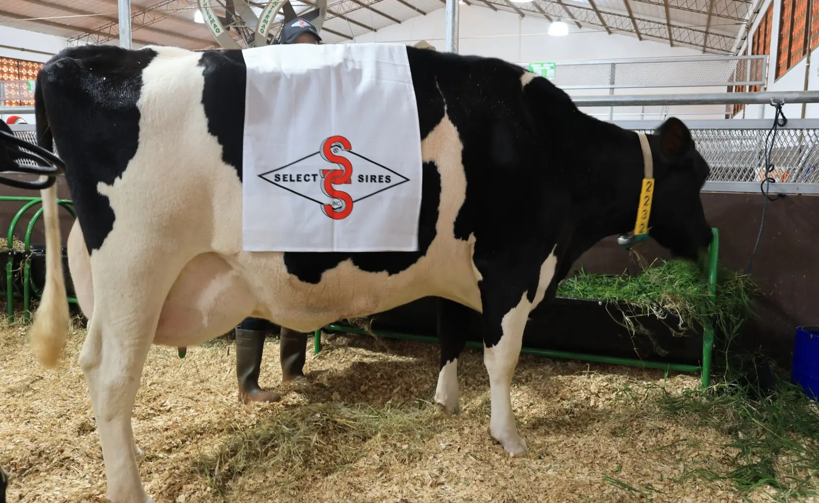 Vaca paraguaya rompe récord en producción lechera: alcanzó 108,7 litros en un sólo día