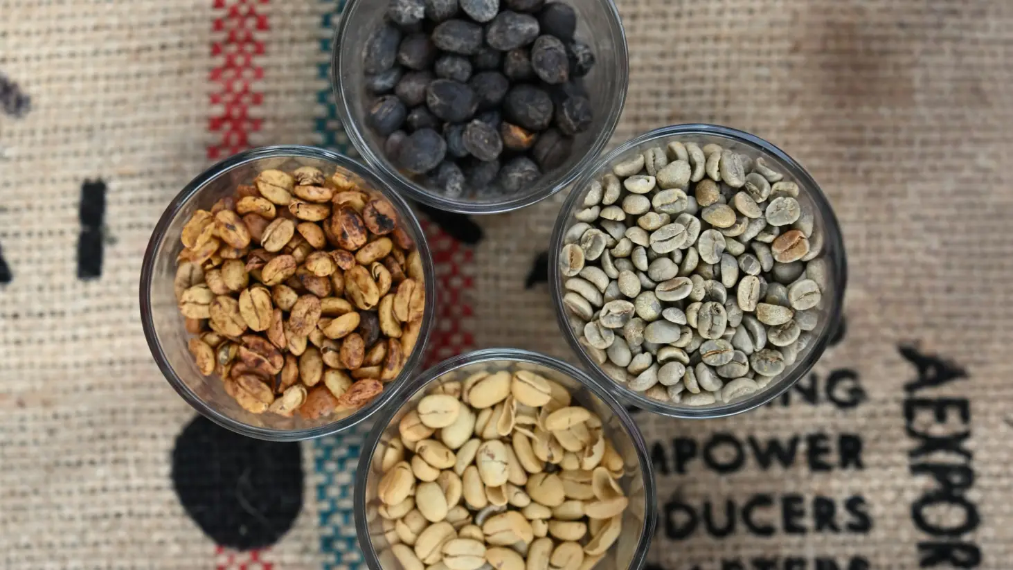 Hay al menos 129 especies de café en el mundo. FOTO: GENTILEZA ASU COFFEE FEST