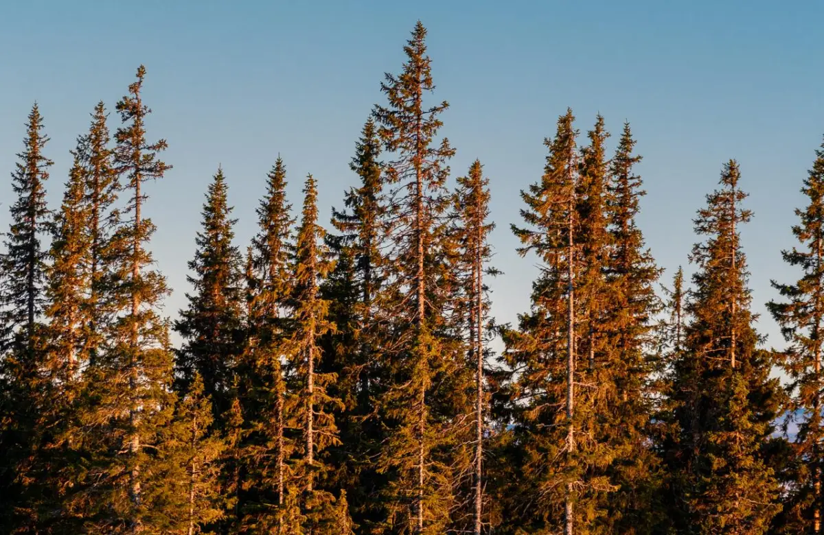 Primera exportación de resina de pino abre una nueva oportunidad para la industria forestal paraguaya